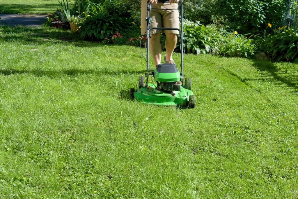 A man mows his organic lawn.
